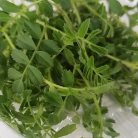 Листья хумуса, 25 шт.